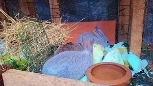 Organic Rabbit Urine Foliar Fertilizer Pest Repellent