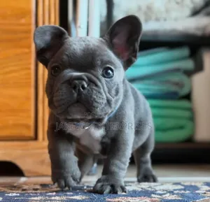 1-3 months Male Purebred French Bulldog