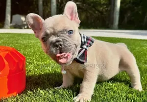 1-3 months Female Purebred French Bulldog