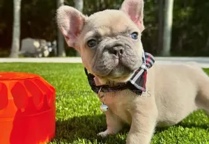 1-3 months Female Purebred French Bulldog