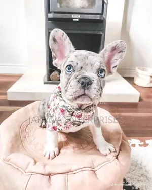 1-3 months Male Purebred French Bulldog