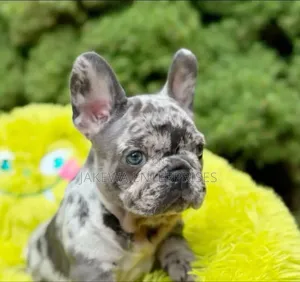 1-3 months Male Purebred French Bulldog