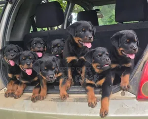 1-3 months Male Purebred Rottweiler