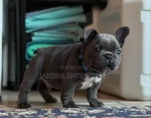 1-3 months Male Purebred French Bulldog