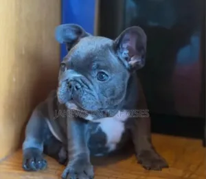 1-3 months Male Purebred French Bulldog