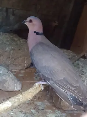 Wild Pigeon
