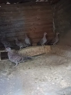 Wild Pigeon
