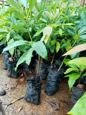 Hass Avocado Seedlings