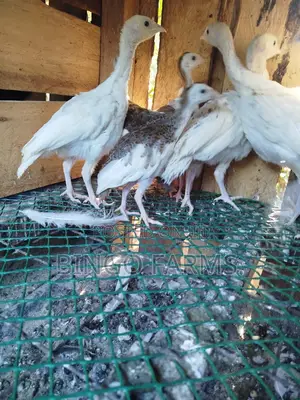 Guinea Fowl Keets