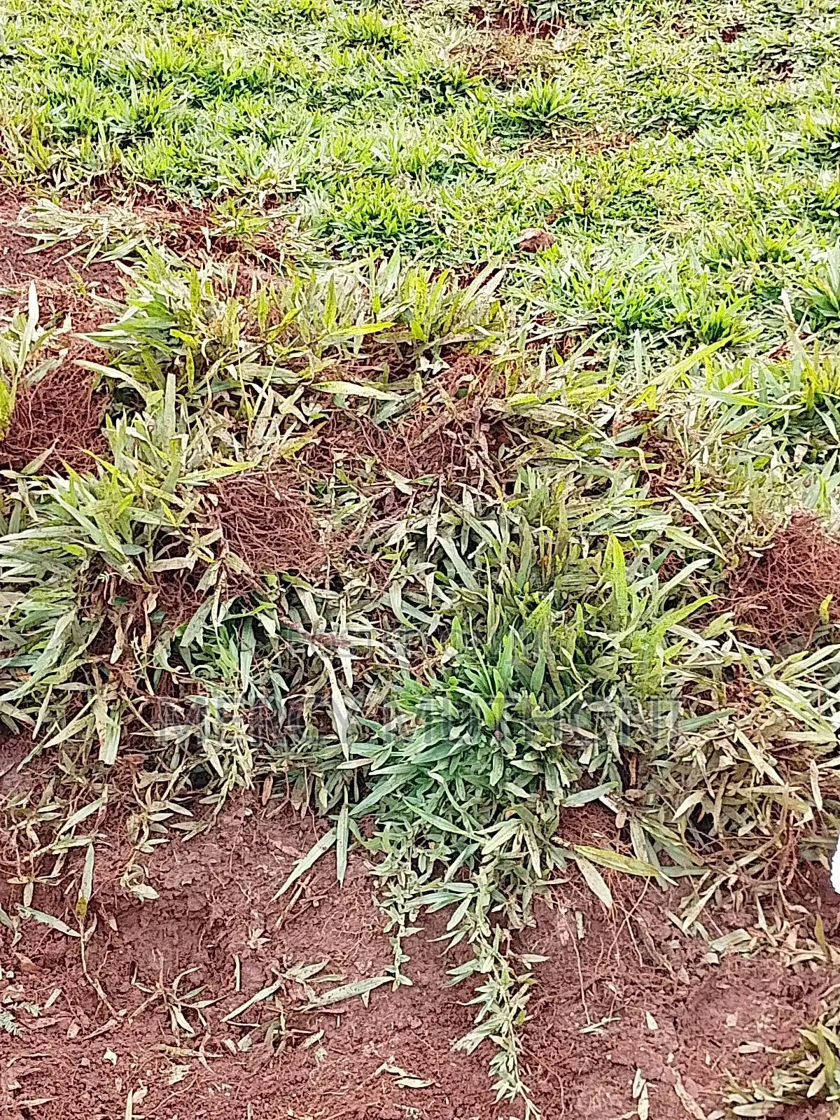 Pemba Grass on Wholesale