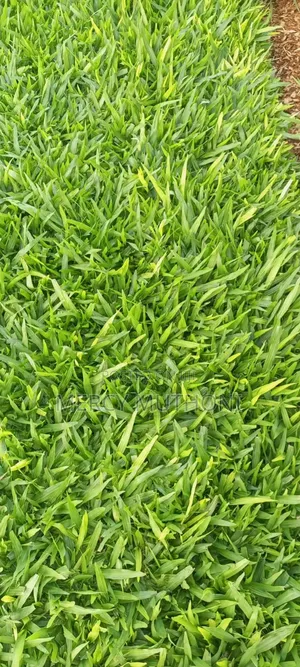 Pemba Grass on Wholesale
