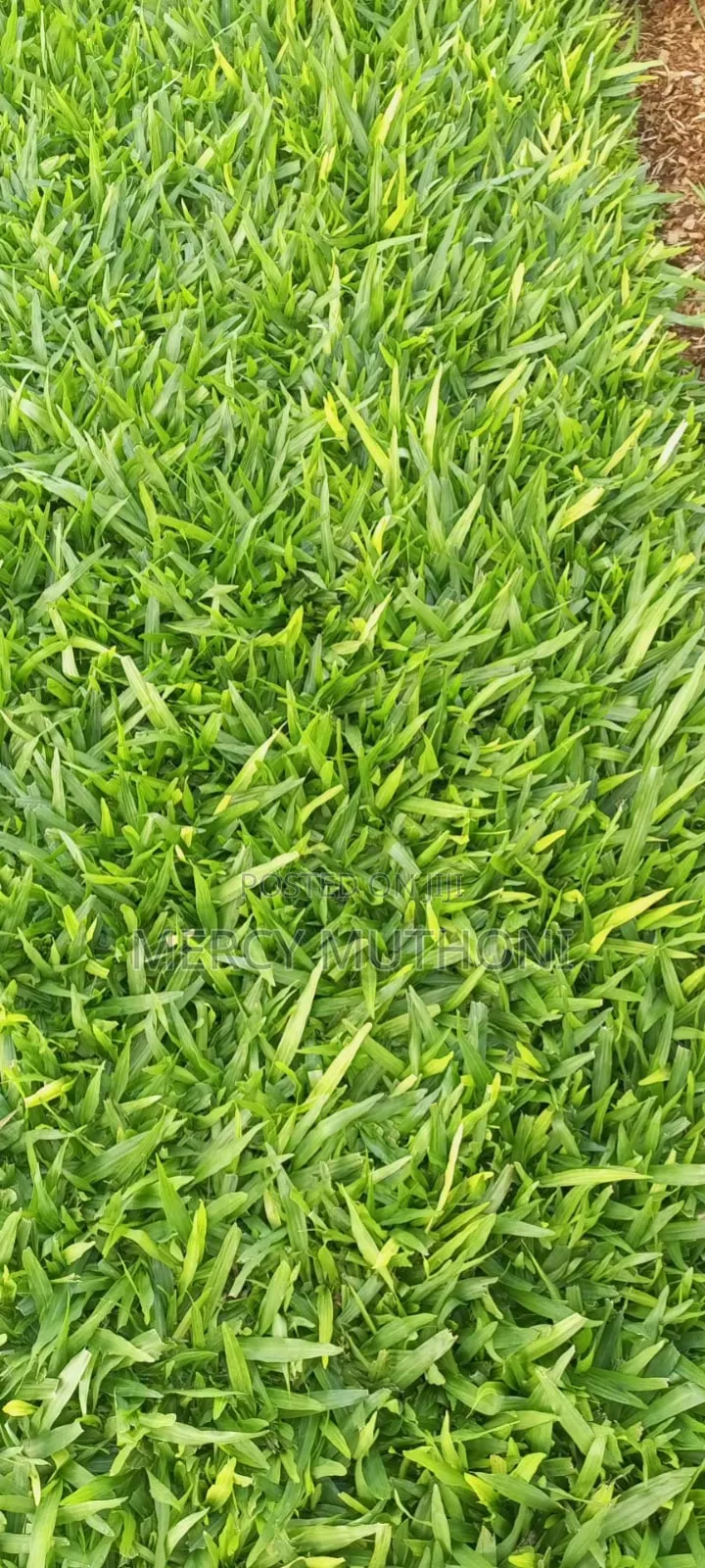 Pemba Grass on Wholesale