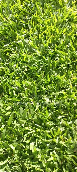 Pemba Grass on Wholesale