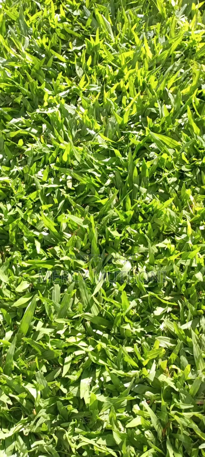 Pemba Grass on Wholesale