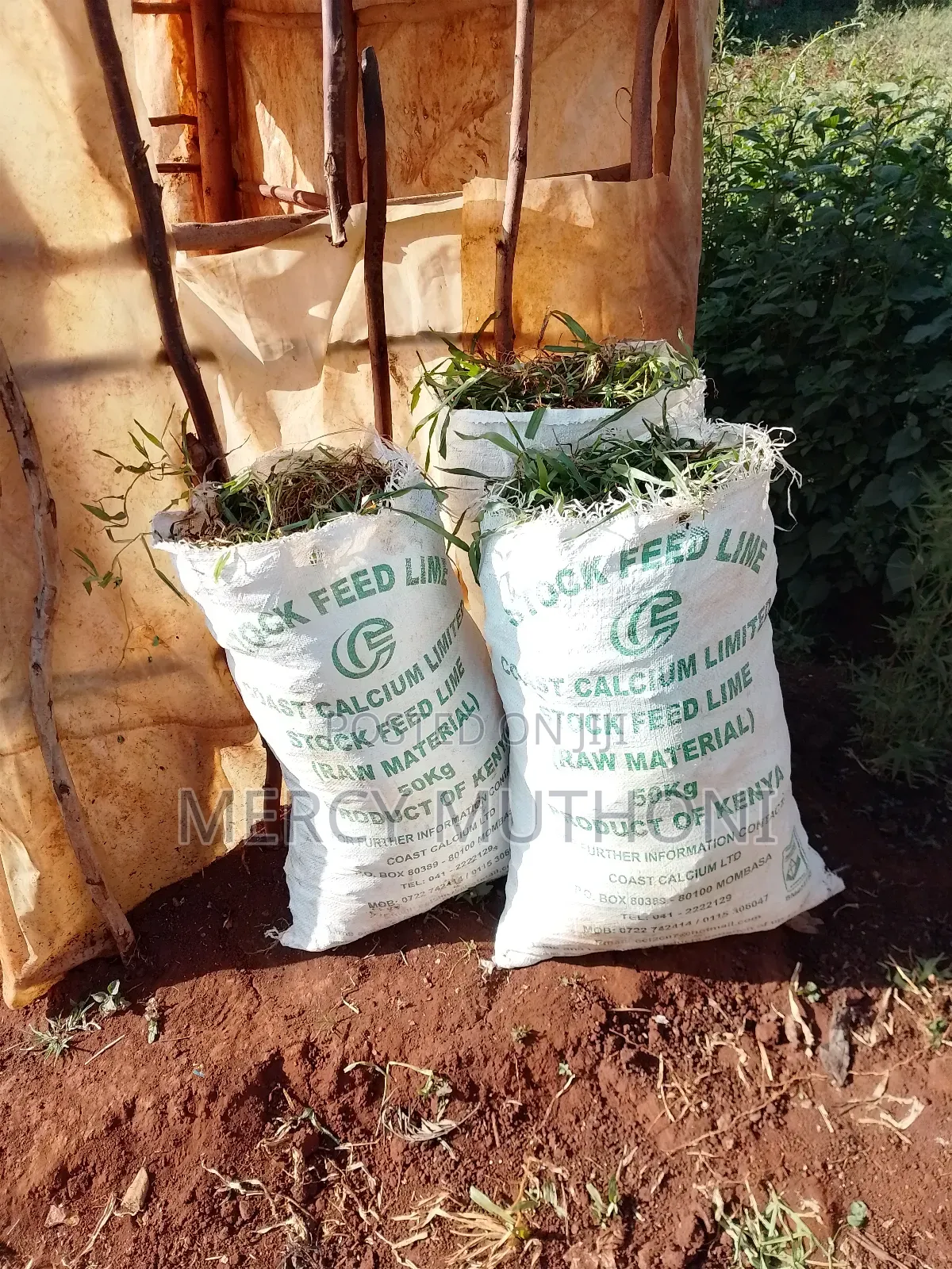 Pemba Grass on Wholesale