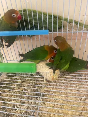 Lovebird Parrots