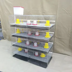 Chicks Brooding Cage