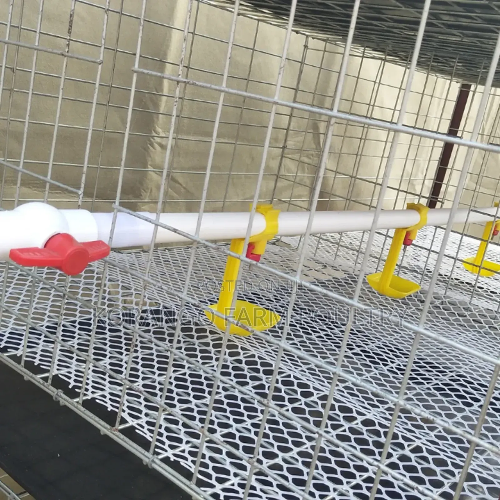 Chicks Brooding Cage