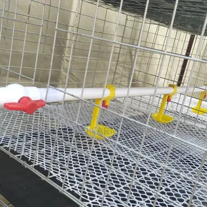 Chicks Brooding Cage