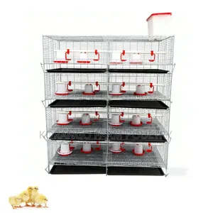 Chicken Brooders