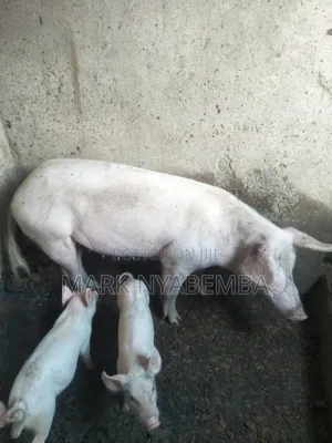 Pigs for Sale