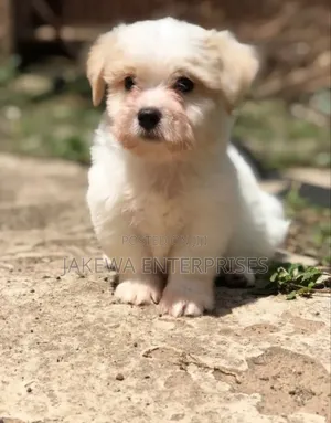 1-3 months Male Purebred Havanese