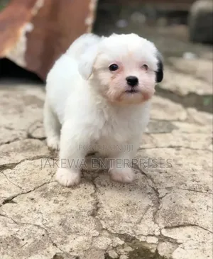 1-3 months Female Purebred Havanese