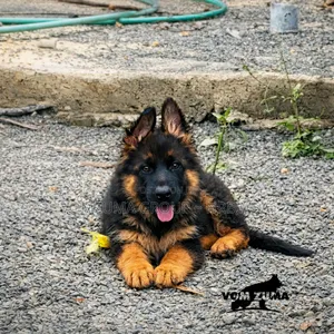 1-3 months Female Purebred German Shepherd