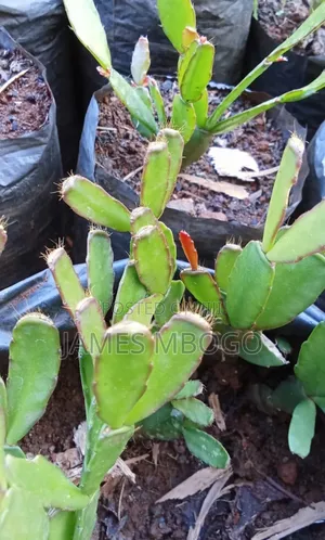 Christmas Cactus and Easter Cactus