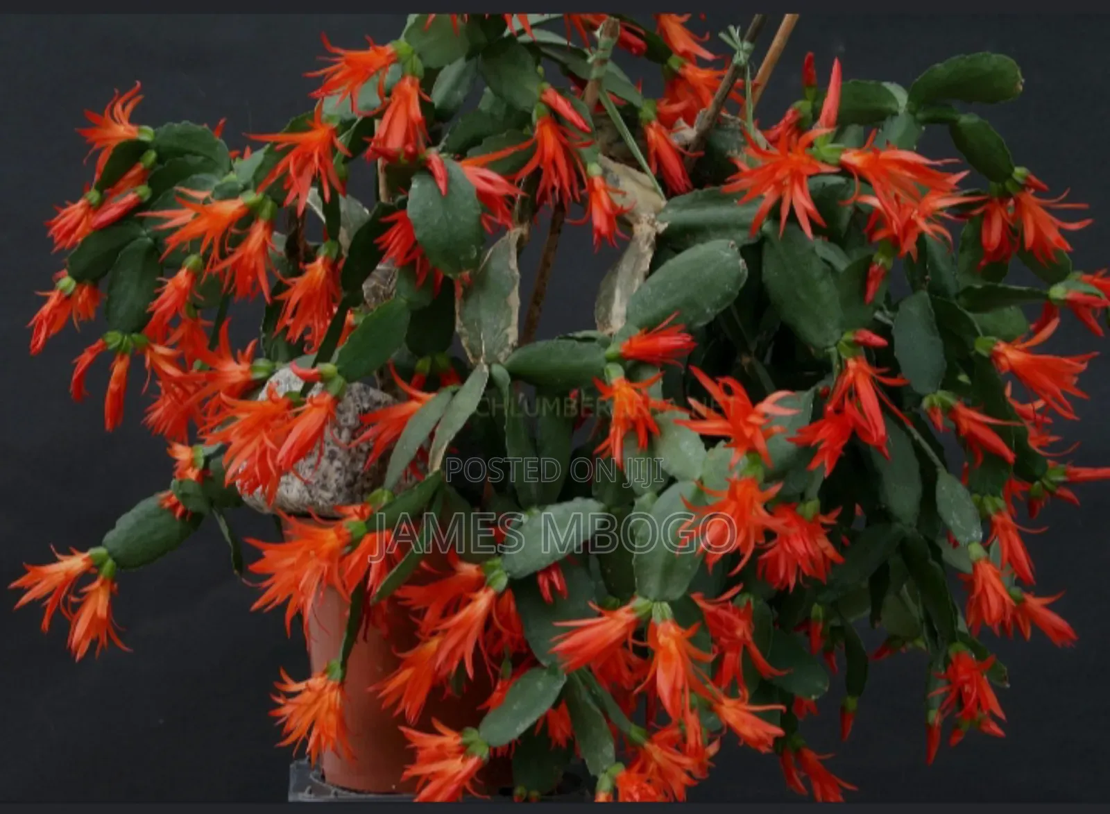 Christmas Cactus and Easter Cactus