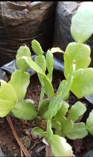 Christmas Cactus and Easter Cactus