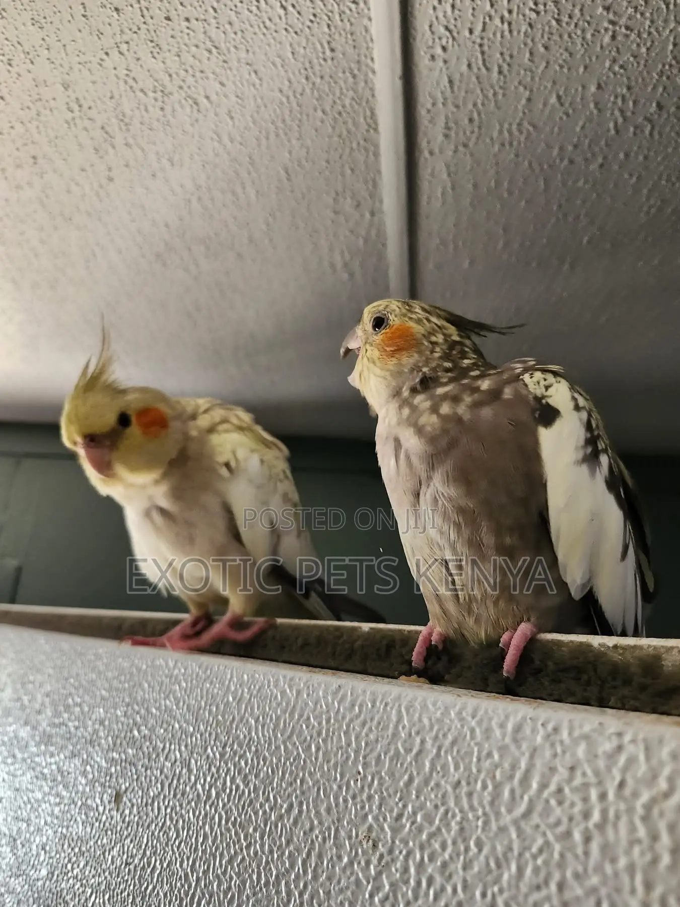 Cockatiel Mates