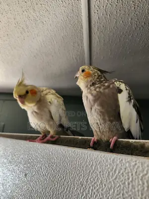 Cockatiel Mates