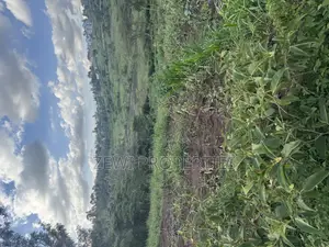 1/8 Acre Merisho