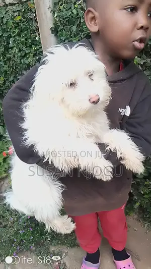 6-12 months Female Mixed Breed Maltese