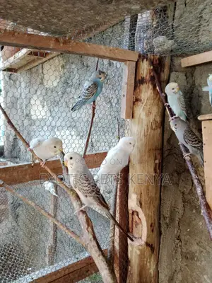 Budgie Birds