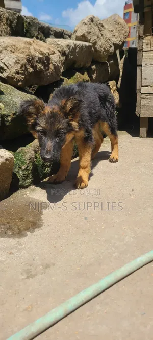 1-3 months Male Purebred German Shepherd