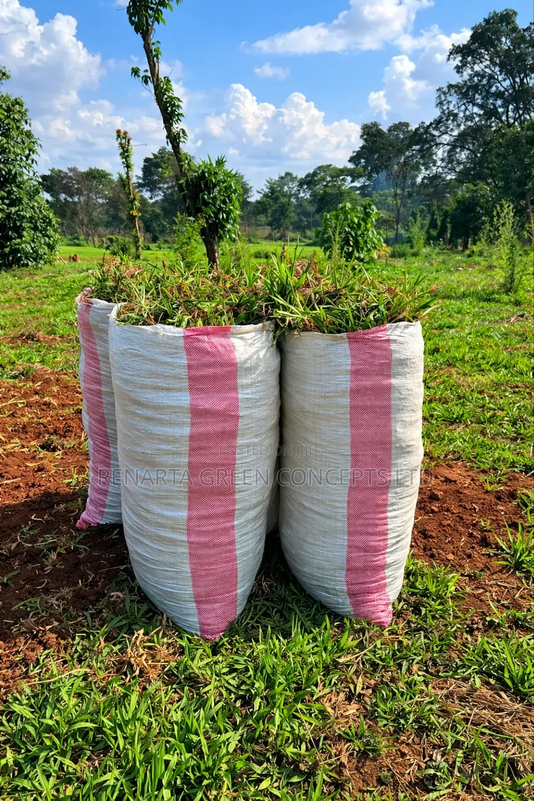 Pemba Grass Wholesale
