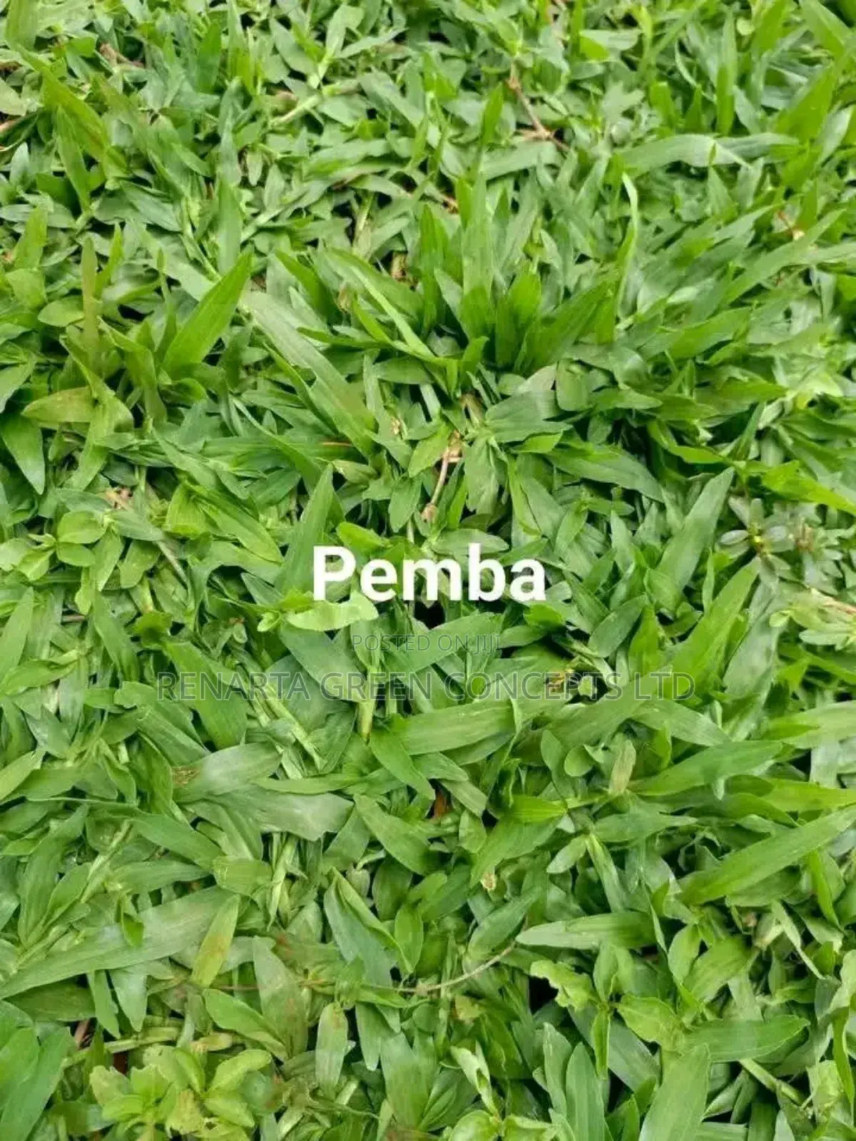 Pemba Grass Wholesale