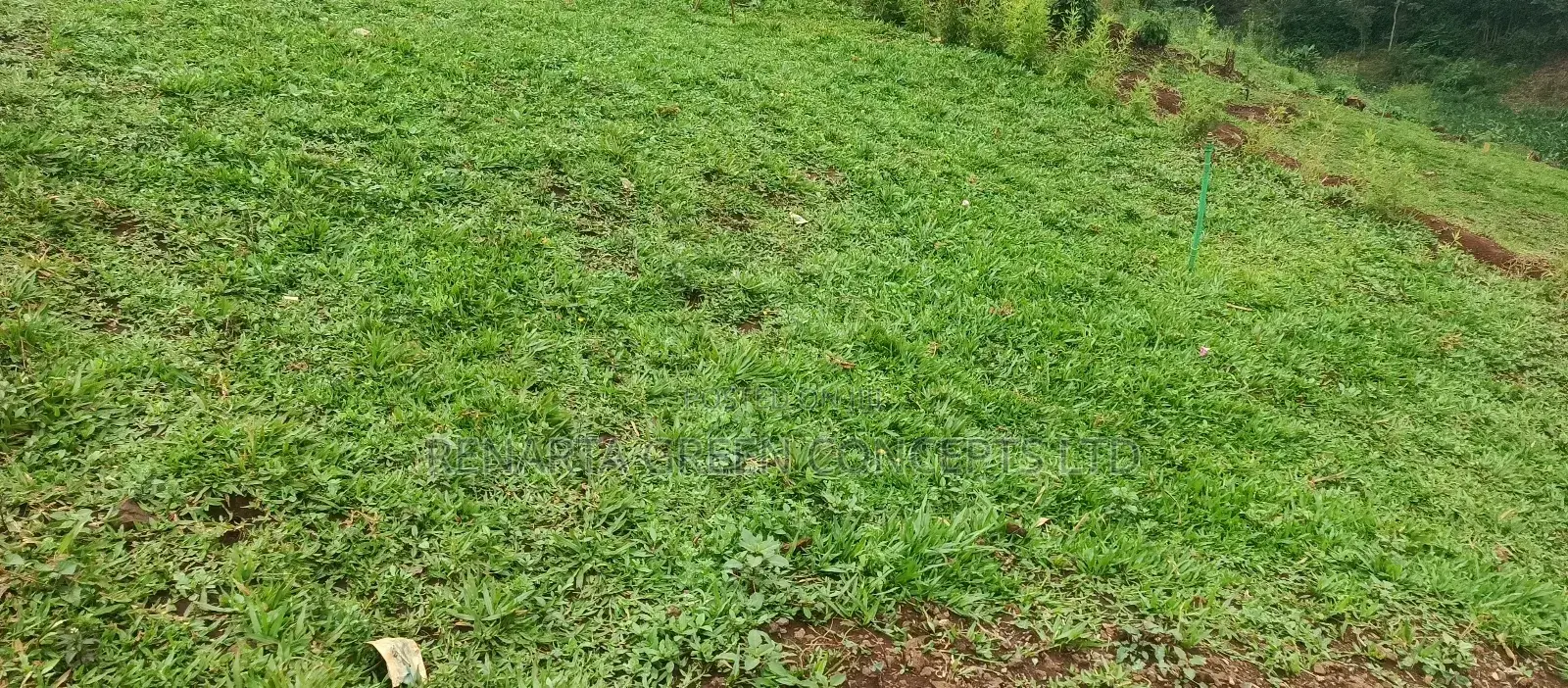 Pemba Grass Wholesale