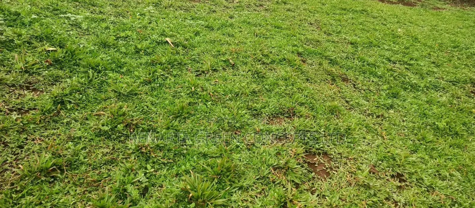 Pemba Grass Wholesale