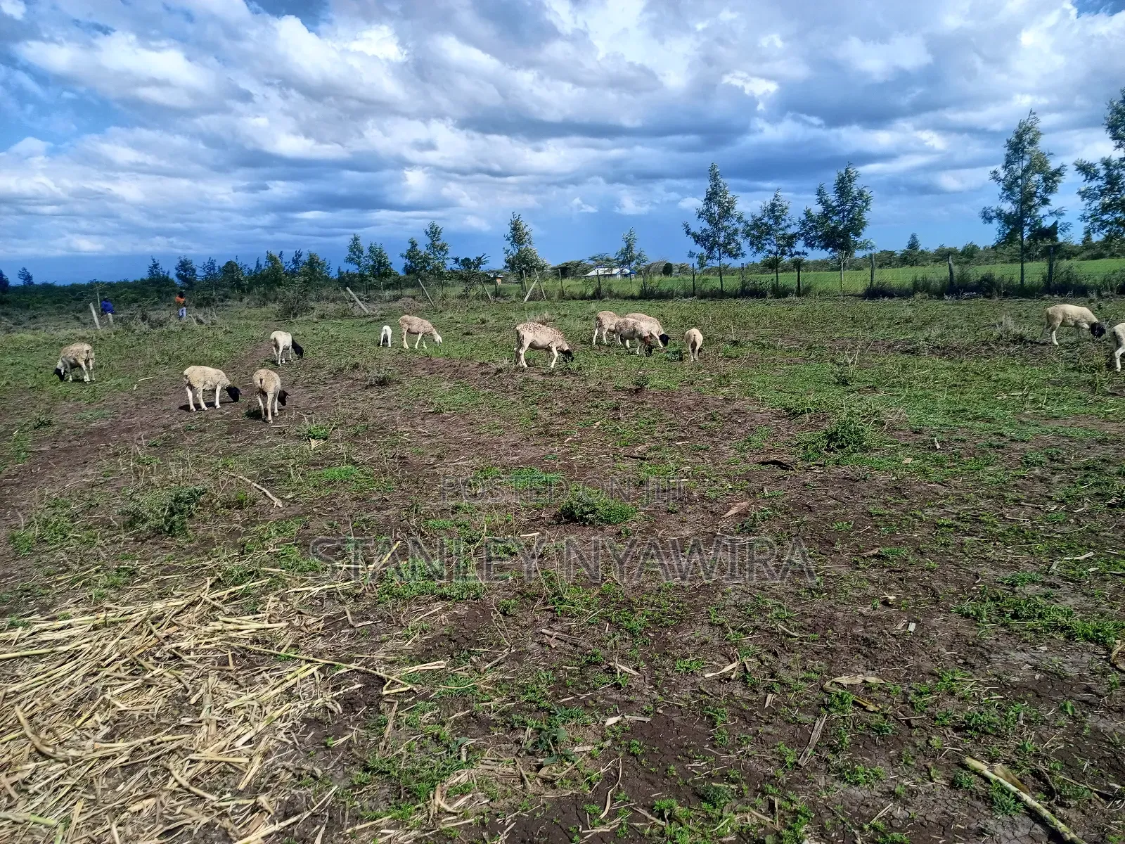 4 Acreas Nanyuki Gobit