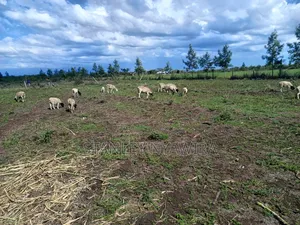 4 Acreas Nanyuki Gobit