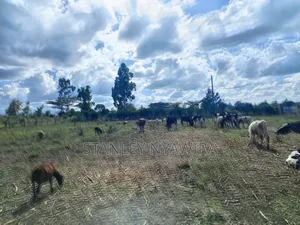 4 Acreas Nanyuki Gobit
