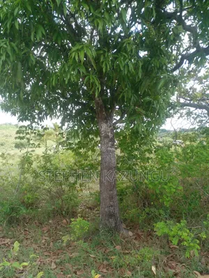 4 Acres Plot on Sale at Magodzoni, Not Far From Tiwi, in Kwale Zone.