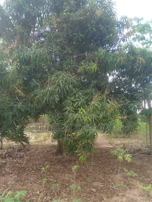 1 Acre Prime Plot, by the Road at Tsimba Town Near Kwale Town.