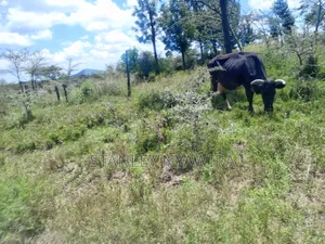 4 Acreas Nanyuki Gobit