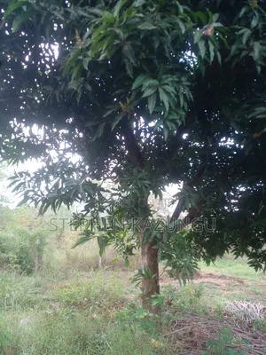 3/4 Acre Plot in Ukunda Kona Musa, in Between Babla and Mvindeni.