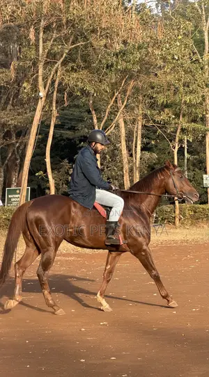 Horse Riding Lessons
