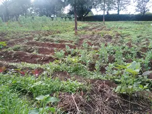 1/2 Acre Prime Plot for Sale Mercy Njeri/ Kiamunyi/ Nakuru